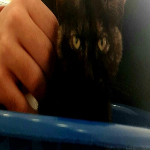 Siete Ocho