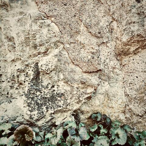 Wavelet