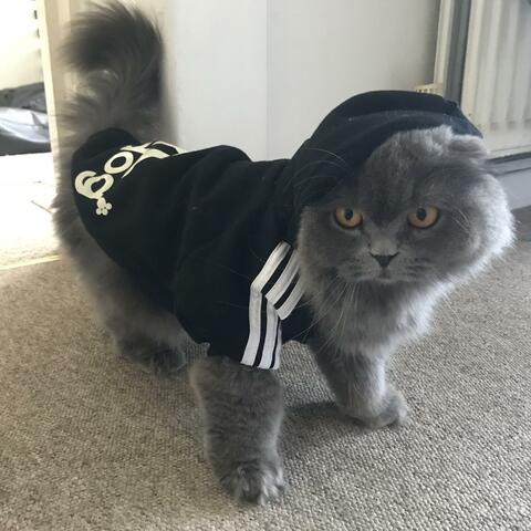 Kool kat