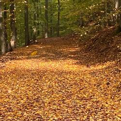 Autumn Song (Lost In Summer Memories)