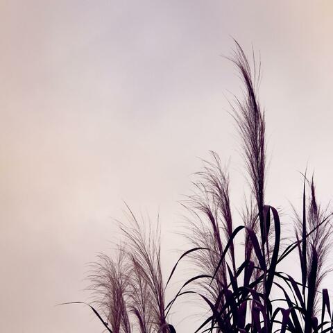 Improvisation In Autumn