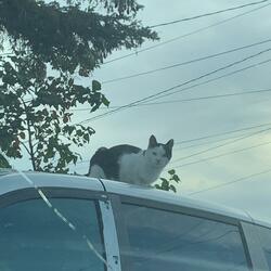 CORRUPTION / A WARRIOR CLAD IN WHITE