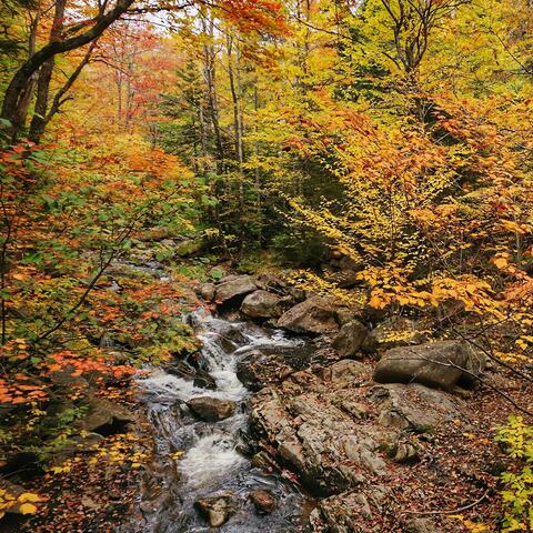 Magic Leaves (feat. Cat Strickland, Alex Snyder, Sara Baldwin & Kelechi Onyebuchi)