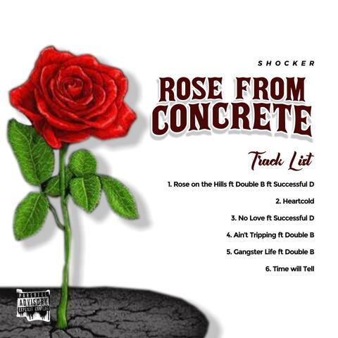Rose From Concrete