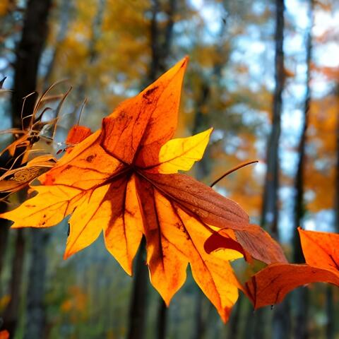 Der Herbst ist da