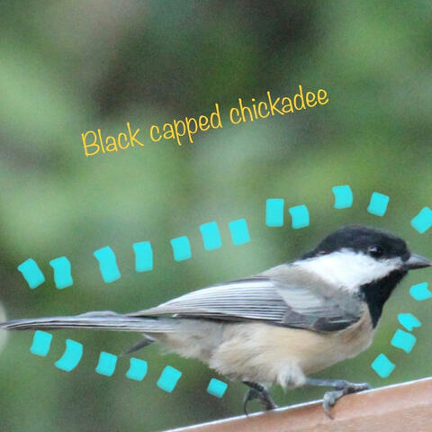 Black-Capped Chickadee