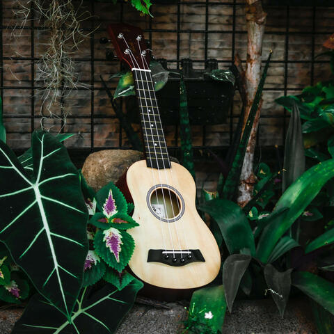 Happy Campfire (Acoustic Guitar Fingerpicking Version)