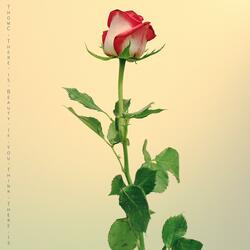 There Is Beauty if You Think There Is