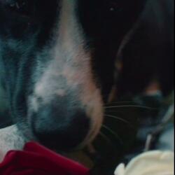 Tears Can Water Roses