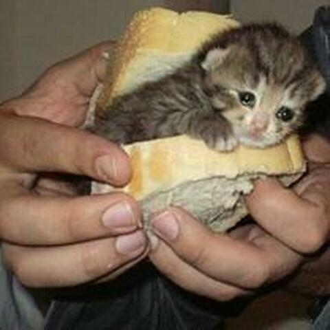 silly cat rap