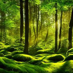 Calming Forest Vibes