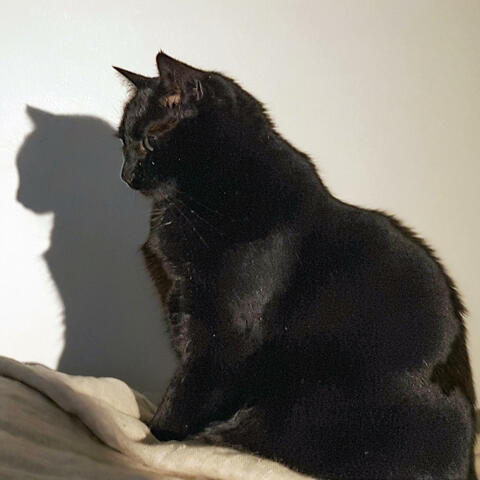 Kattjazz