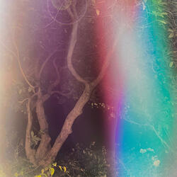 A Mid-Autumn Night's Dream