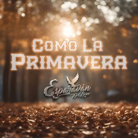 Como La Primavera