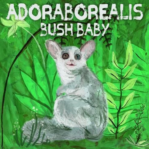 Bush Baby