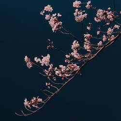 Cherry Blossom