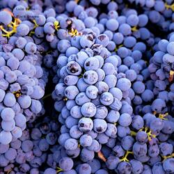 Black grapes