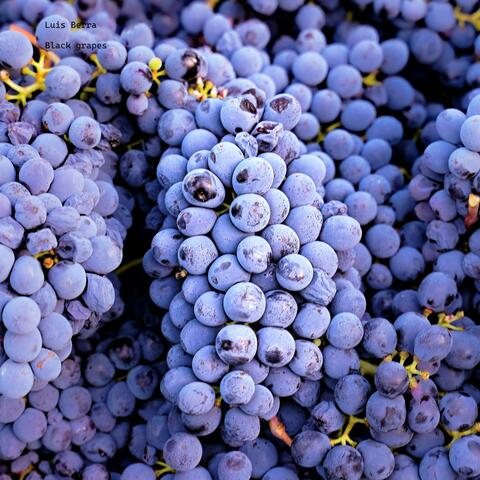 Black grapes