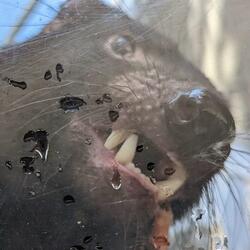 Tasmanian Devil (Downtown)