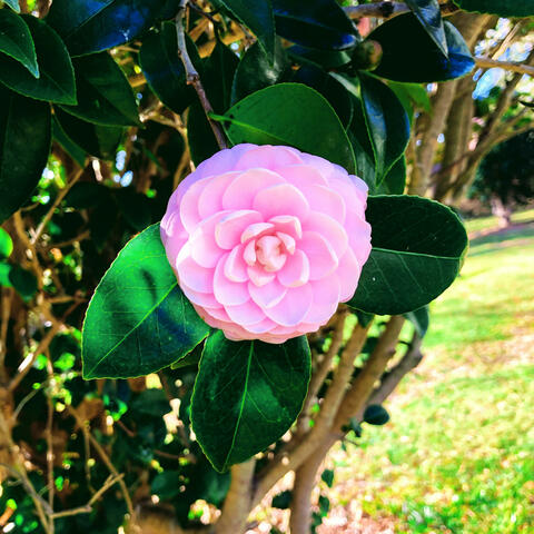 Camelia