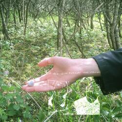 coop avenyn (feat. Alien Boy Knut)