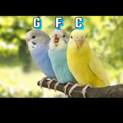 Bird (feat. GFC Slim)