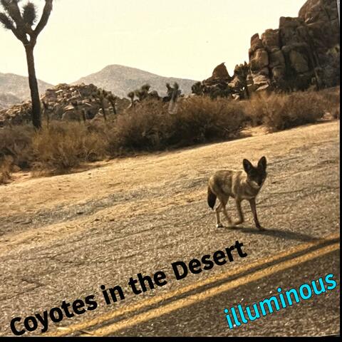 Coyotes in the Desert