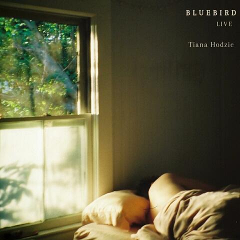 Bluebird (Live)
