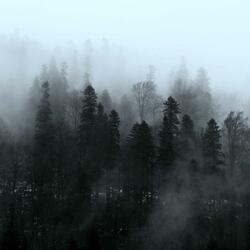 Forest soundscape beat