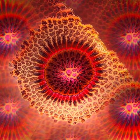 The Amoebas