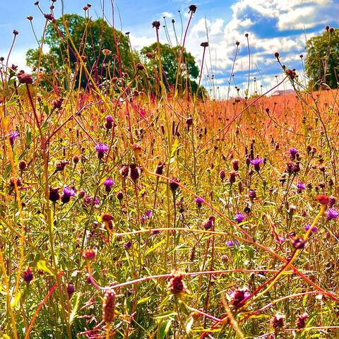 Always Leaving Everything Behind