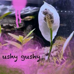 ushy gushy
