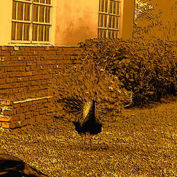 Peacock