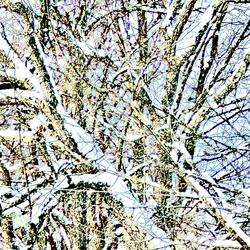 Snowfall on Pristine Forest