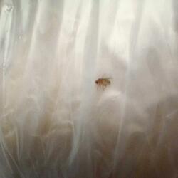 Cant come down (feat. Messiah)