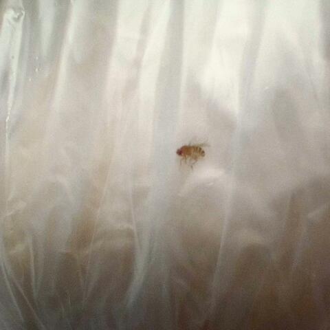 Cant come down (feat. Messiah)