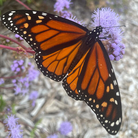 Pretty Pink Death (Remastered)