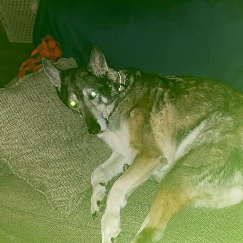 Dogs Watch TV
