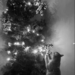 i'll be home for christmas (feat. Local TV)