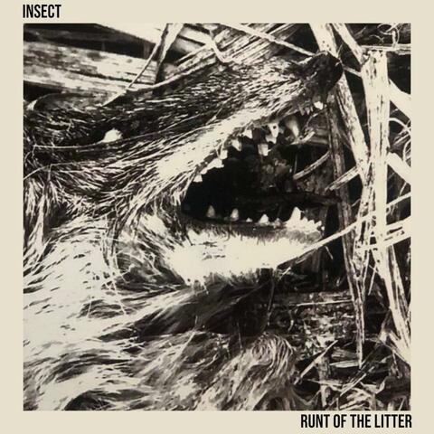 Runt Of The Litter