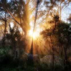 A Song from the Forest