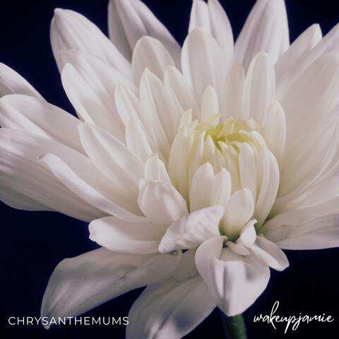 Chrysanthemums