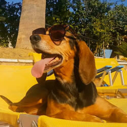 Blue (why country singers sing about their dogs)