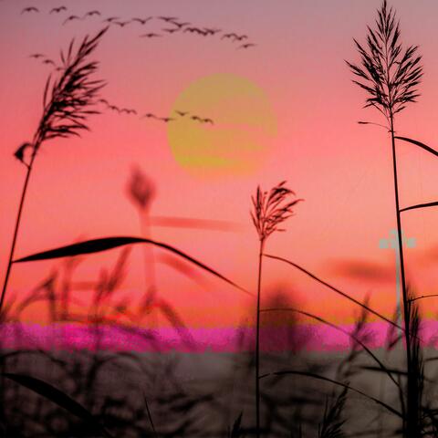 Sunrays