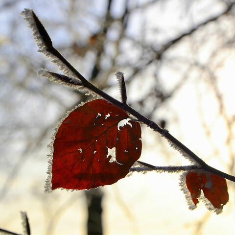 'Last Leaves of Winter'