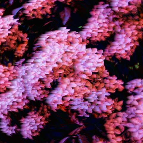 Anamnesis