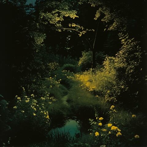 Midnight and The Glade