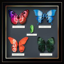 Chrysalis