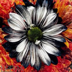 Void Of The Disconnect