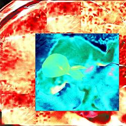 Dirty Carnival for the Foul